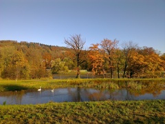 Schwäne im Herbst<br>