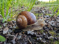 Schnecke beim Reservoir<br>